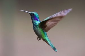 hummingbird -יונק הדבש- צופית של גוגל. הבנה סמנטית של טקסט