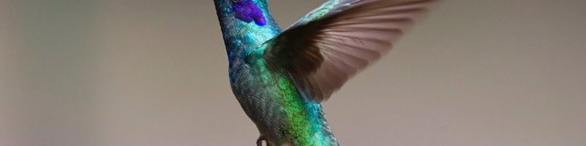 hummingbird -יונק הדבש- צופית של גוגל. הבנה סמנטית של טקסט